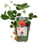 Fragaria x ananassa Delizzimo - Aardbei - Ø13cm - ↕45cm