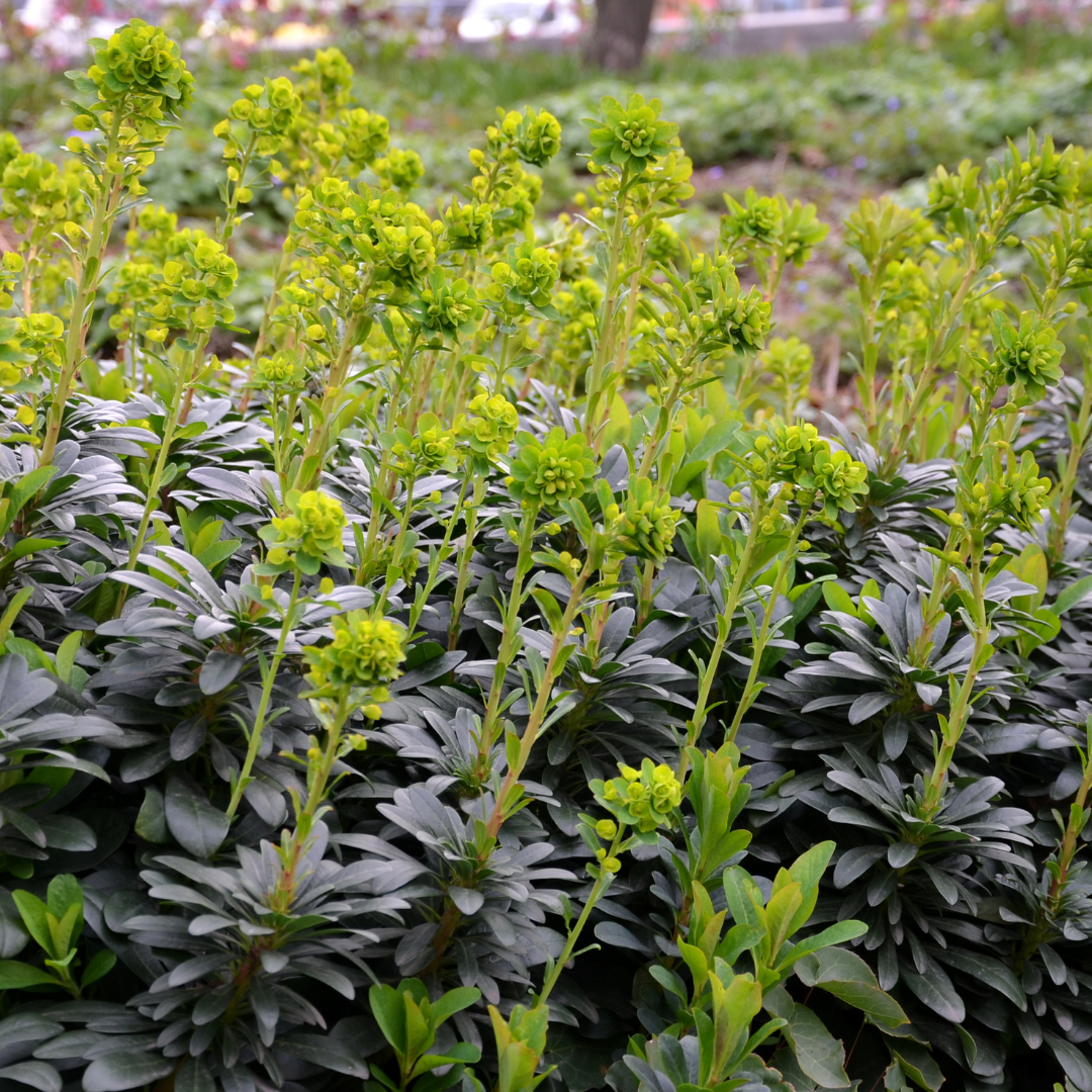 6x Euphorbia amygdal. robbiae - ↕10-25cm - Ø9cm