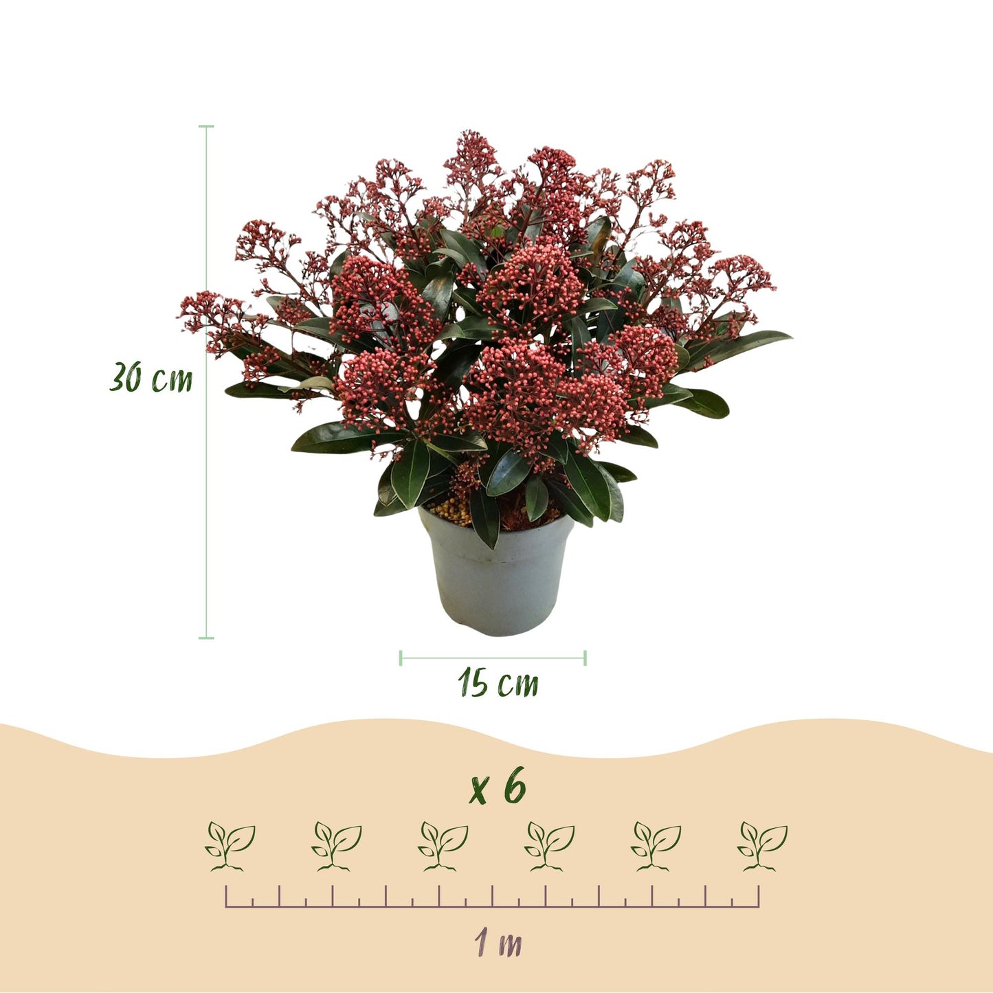 Green boutiQ - Terrasplant - Skimmia japonica Duo - Bloem Wit & Rood - 15+ Bloemen - 2 Planten - Winterhard - Pot 15cm Hoogte 30cm