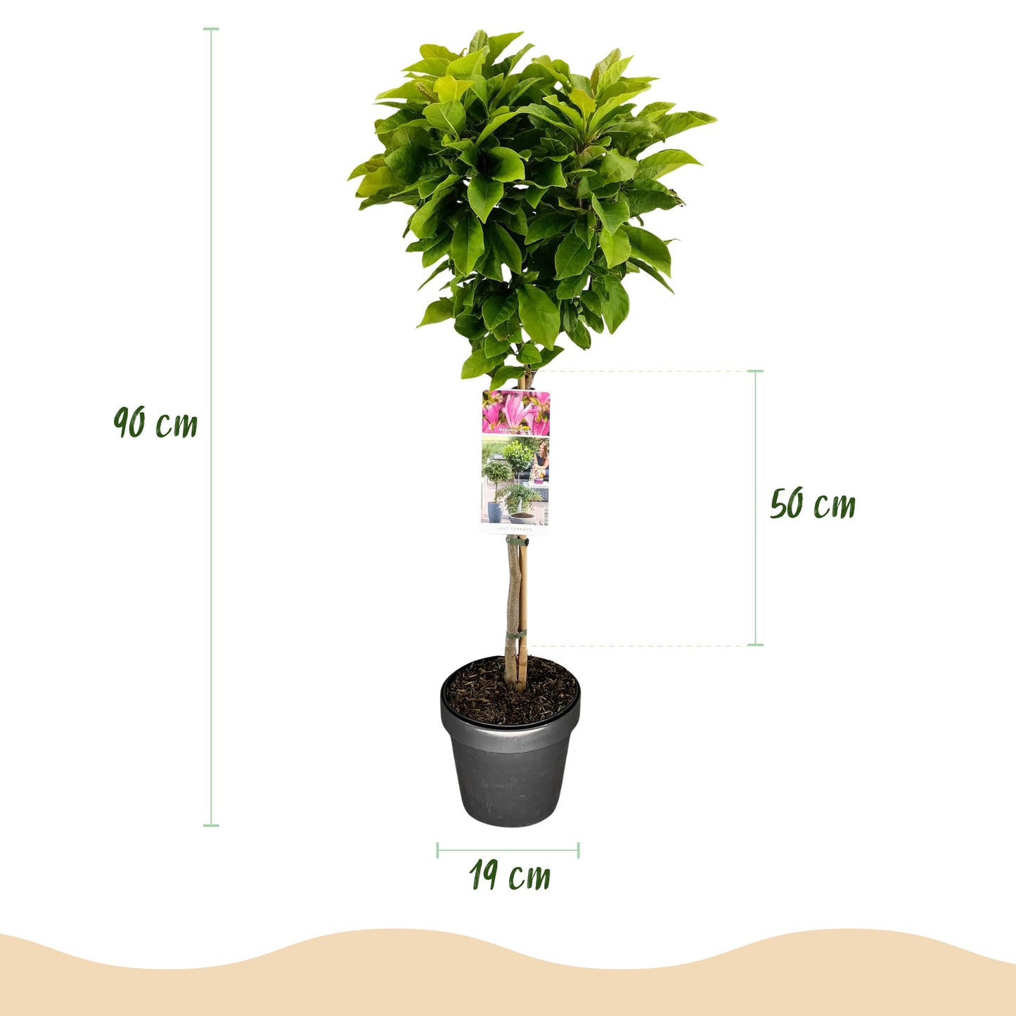 Green boutiQ - Plant op Stam - Magnolia Susan - Terras Plant - Bladverliezend - Winterhard - Roze Bloem - Pot 19cm Hoogte 90cm