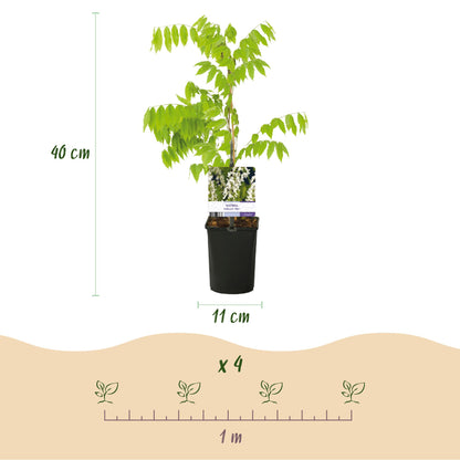Green boutiQ - Blauwe regen - Wisteria floribunda Alba - Bloem Wit  - 1 plant - Pot 11cm Hoogte 40cm
