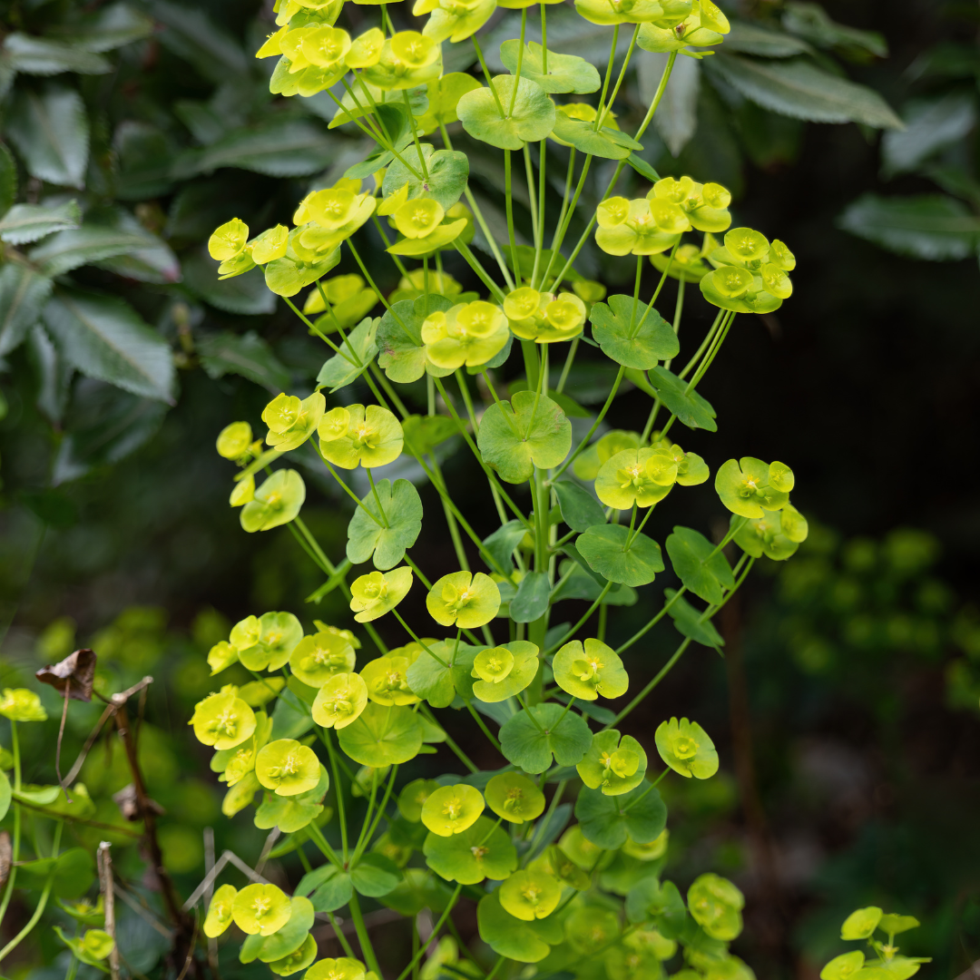 6x Euphorbia amygdal. robbiae - ↕10-25cm - Ø9cm