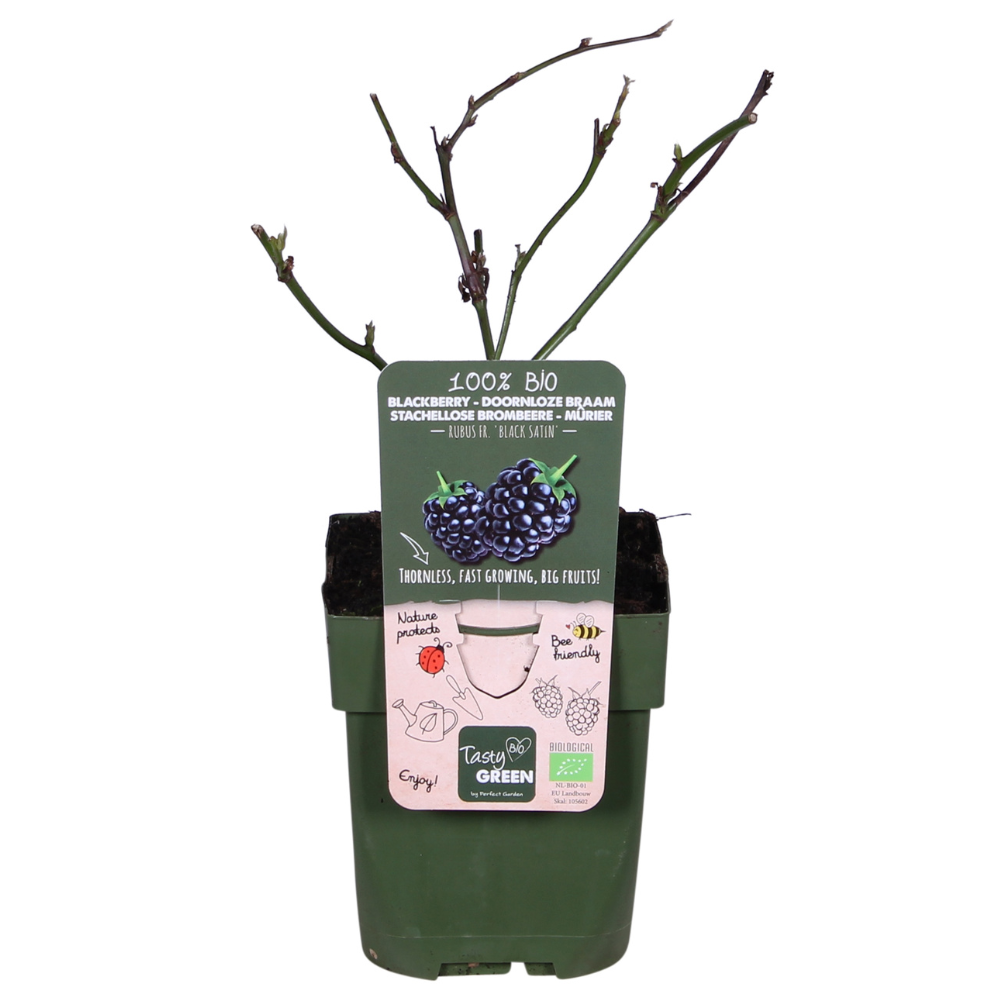 Rubus fruticosus 'Black Satin' - Doornloze Braam - Ø13cm - ↕45cm