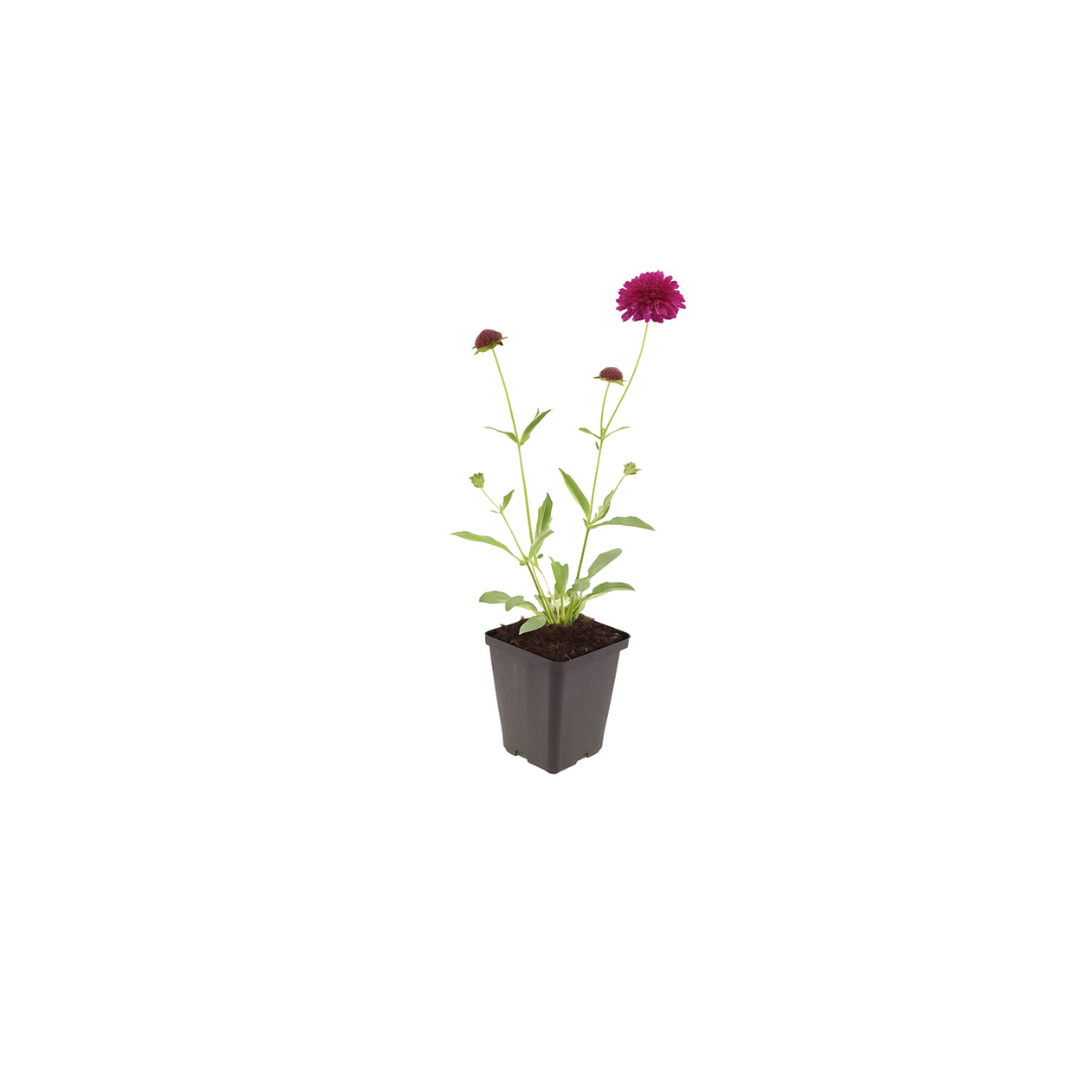 6x Knautia macedonica - ↕10-25cm - Ø9cm