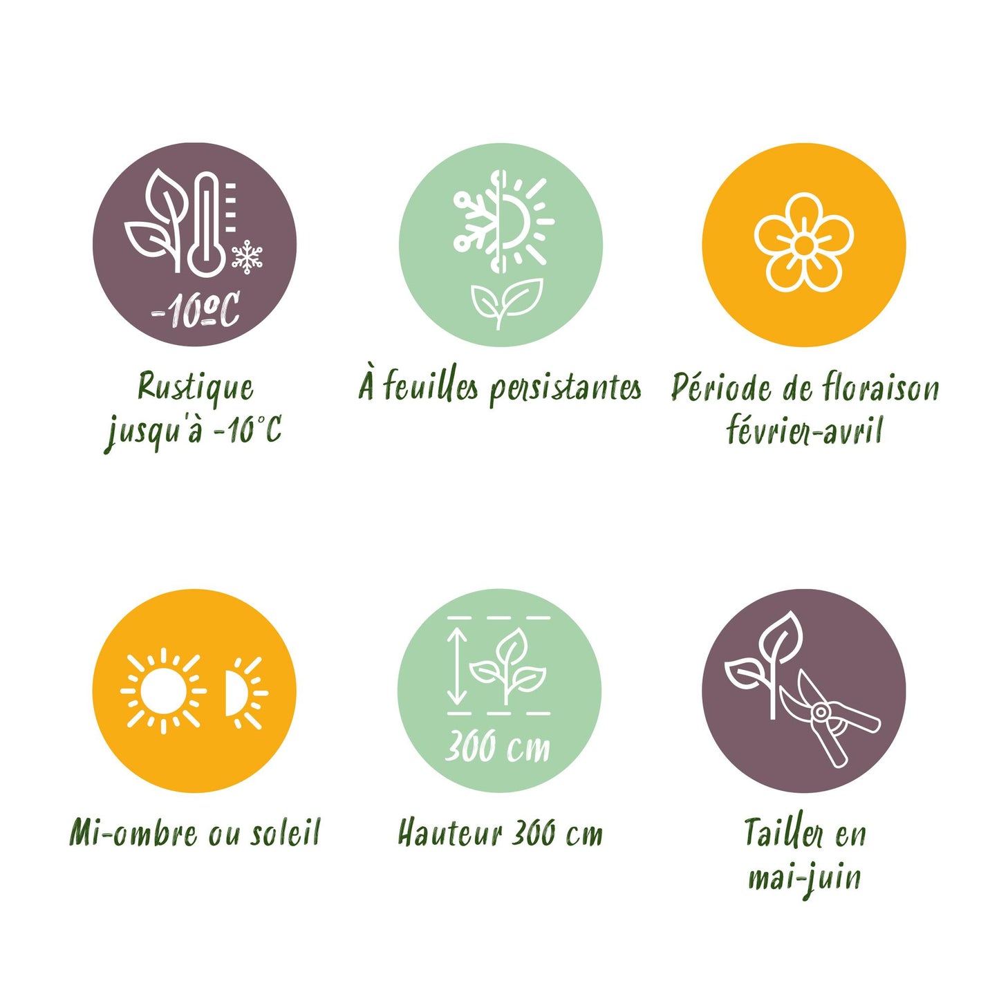 Green boutiQ - Heesters - Camelia japonica Tricolour - Bloem Roze, Wit en Rood - 3 Planten - 1 m2 - Groenblijvend - Pot 15cm Hoogte 30cm