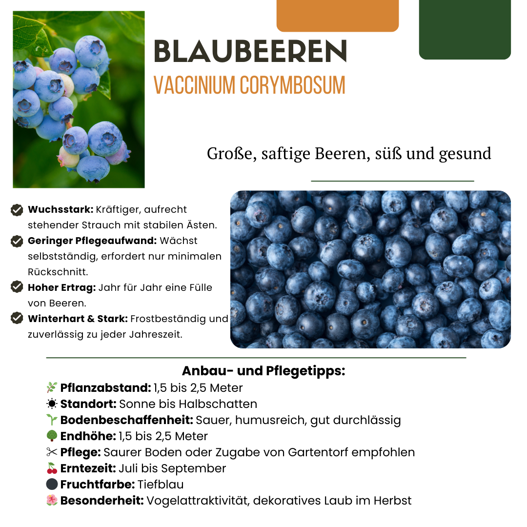 "Zomervruchten" BIO Fruitplanten mix set van 4 verschillende soorten