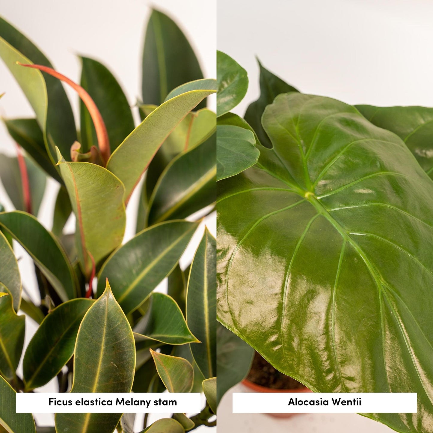 Ficus Elastica Melany - Ø21cm - ↕85cm + Alocasia Wentii - Ø19cm - ↕60cm + Mand Igmar