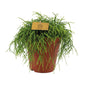 Rhipsalis Cashero - Ø15cm - ↕25cm