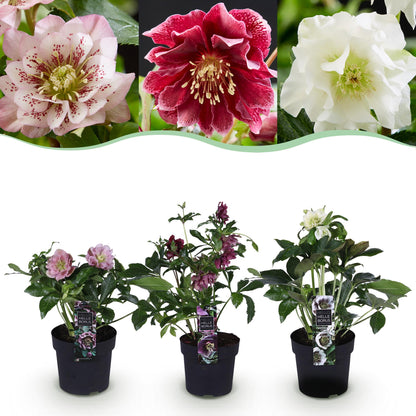 Green boutiQ - Tuinplant - Lenten Rose - Helleborus orientalis Double Tricolour - Roze - Rode - Witte Bloem -3 Planten - Groenblijvend - Pot 14cm Hoogte 35cm