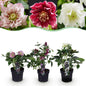 Green boutiQ - Tuinplant - Lenten Rose - Helleborus orientalis Double Tricolour - Roze - Rode - Witte Bloem -3 Planten - Groenblijvend - Pot 14cm Hoogte 35cm