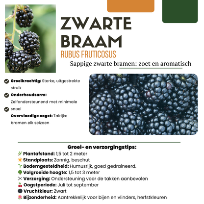 "Vruchten oase" BIO Fruitplanten mix set van 5 verschillende soorten