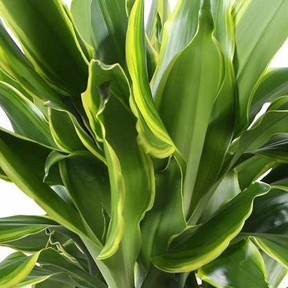 Green BoutiQ - Green is... Kamerplanten - Dracaena fragrans Golden Coast - Drakenbloedboom - Weinig onderhoud - Groen - 1 Plant - Pot 17cm - Hoogte 50-55cm