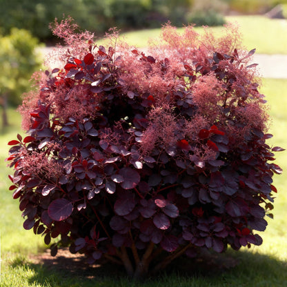 Green boutiQ - Tuinplant - Cotinus coggyria Lilla - Paars 1 Plant - Bladverliezend - Weinig Onderhoud - Pot 12cm Hoogte 35cm