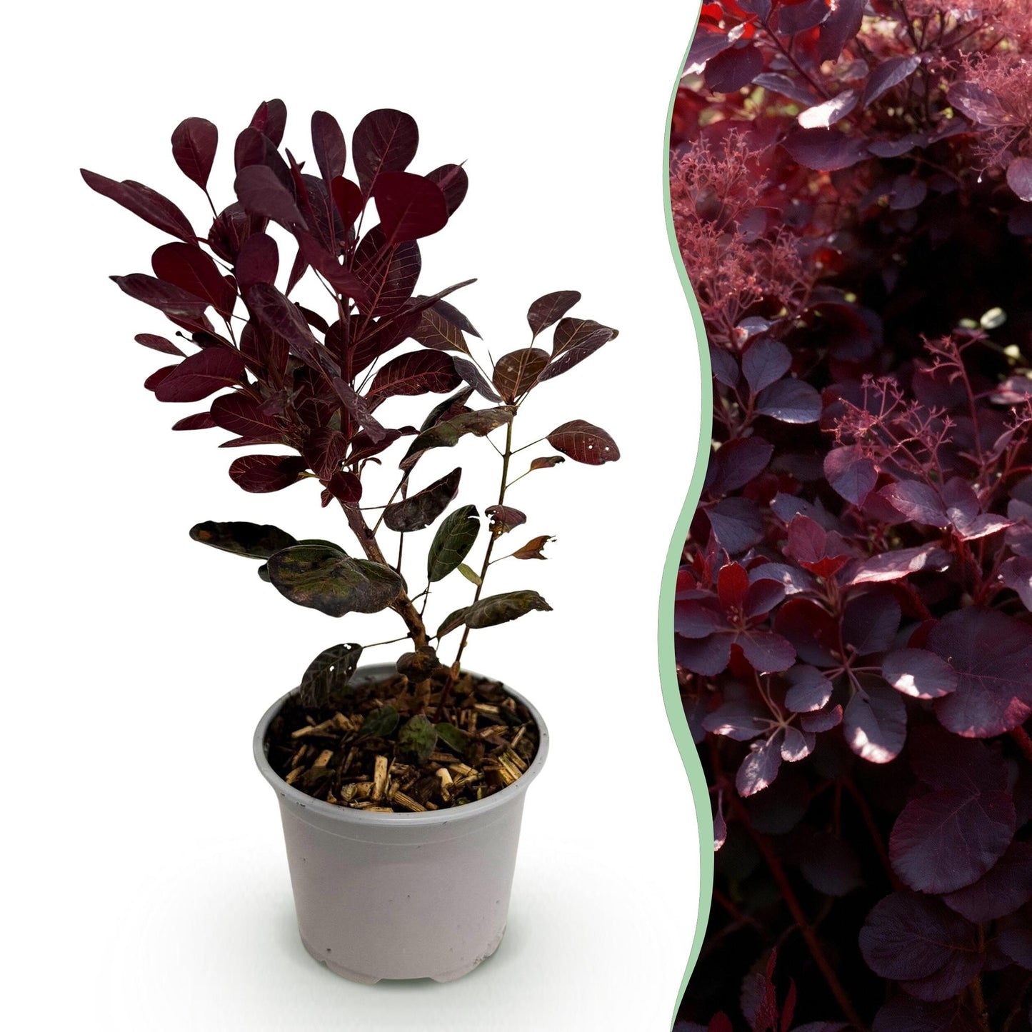 Green boutiQ - Tuinplant - Cotinus coggyria Lilla - Paars 1 Plant - Bladverliezend - Weinig Onderhoud - Pot 12cm Hoogte 35cm