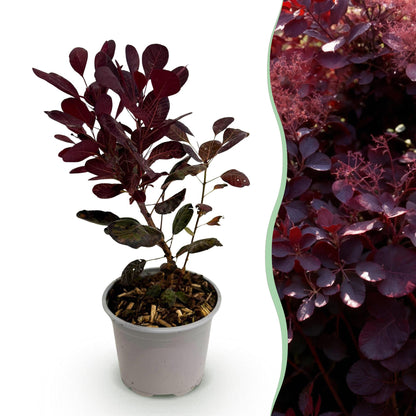 Green boutiQ - Tuinplant - Cotinus coggyria Lilla - Paars 1 Plant - Bladverliezend - Weinig Onderhoud - Pot 12cm Hoogte 35cm
