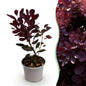 Green boutiQ - Tuinplant - Cotinus coggyria Lilla - Paars 1 Plant - Bladverliezend - Weinig Onderhoud - Pot 12cm Hoogte 35cm