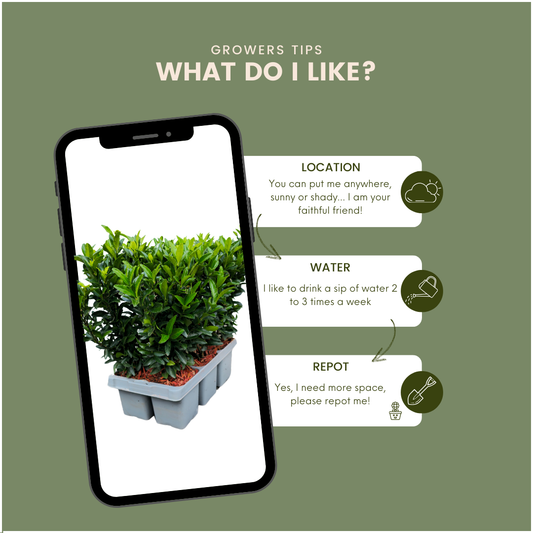 24 x Euonymus 'Green Spire' - 24 x Ø 7 cm - ↨ 15 cm