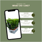 24 x Euonymus 'Green Spire' - 24 x Ø 7 cm - ↨ 15 cm