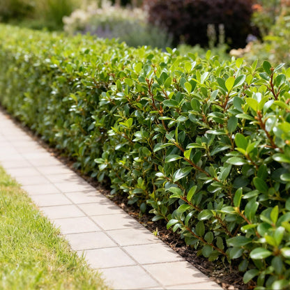 Green boutiQ - Haagplanten - Ilex crenata Caroline Upright - Blad Groen - 8 Planten - 1 Strekkende Meter - Groenblijvend - Pot 9cm Hoogte 25-30cm