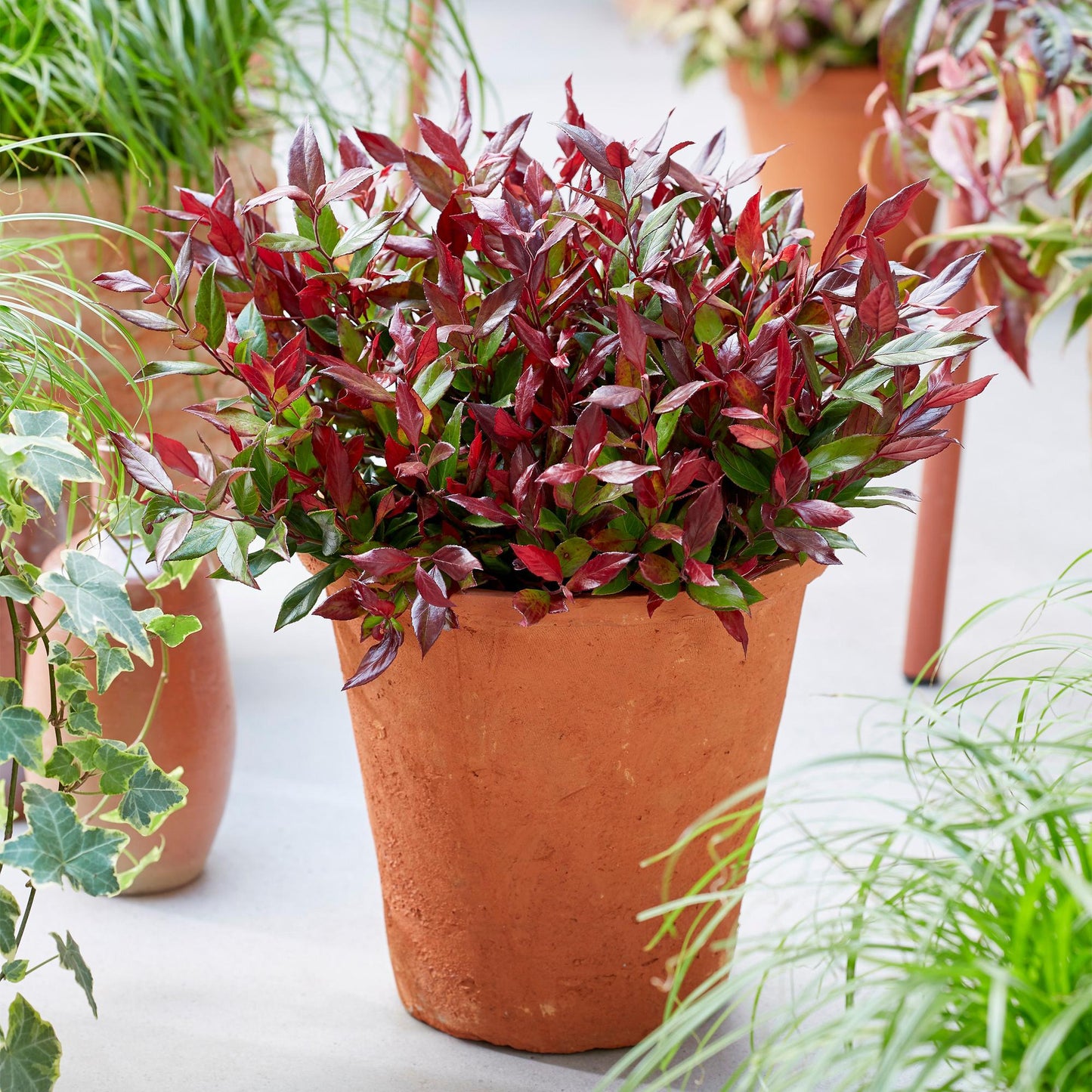 Green boutiQ - Tuinplant - Leucothoe Little Flame - Rood - 2 Planten - Groenblijvend - Weinig Onderhoud - Pot 17cm Hoogte 40cm