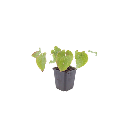 12x Epimedium perralc. 'Frohnleiten' - ↕10-25cm - Ø9cm