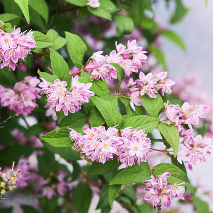 Green boutiQ - Heesters -  Deutzia hybrida Strawbery Fields - Bloem Roze - 1 Plant - Bladverliezend - Weinig Onderhoud - Pot 17cm Hoogte 45cm