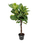 Ficus Lyrata - Ø27cm - ↕130cm