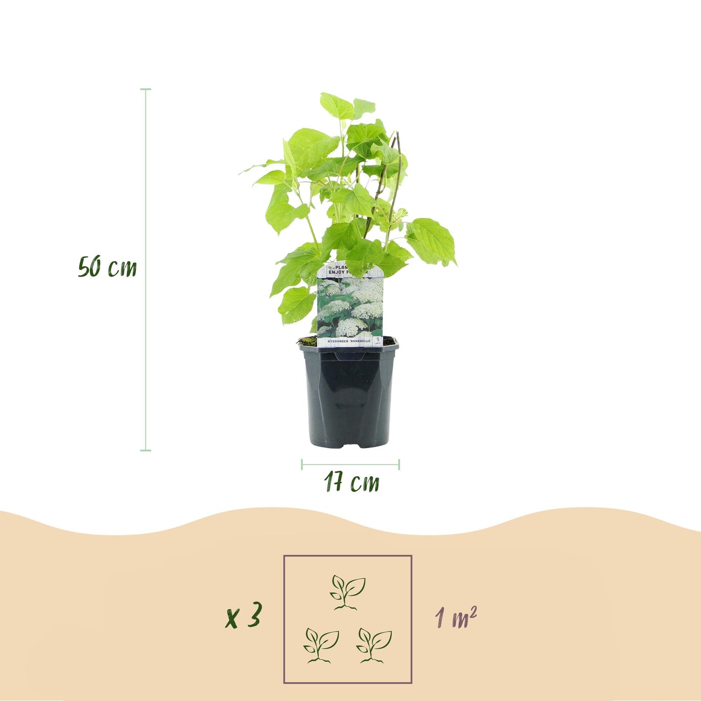 Green boutiQ - Pluim Hortensia - Hydrangea arborescens Annabelle - Bloem Wit - 3 Planten - 1 m2 - Bladverliezend - Grote Bloemen - Pot 17cm Hoogte 50cm