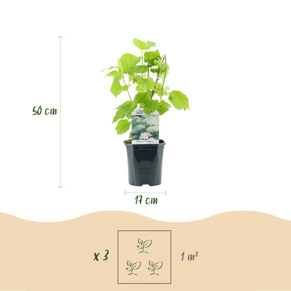 Green boutiQ - Pluim Hortensia - Hydrangea arborescens Annabelle - Bloem Wit - 3 Planten - 1 m2 - Bladverliezend - Grote Bloemen - Pot 17cm Hoogte 50cm