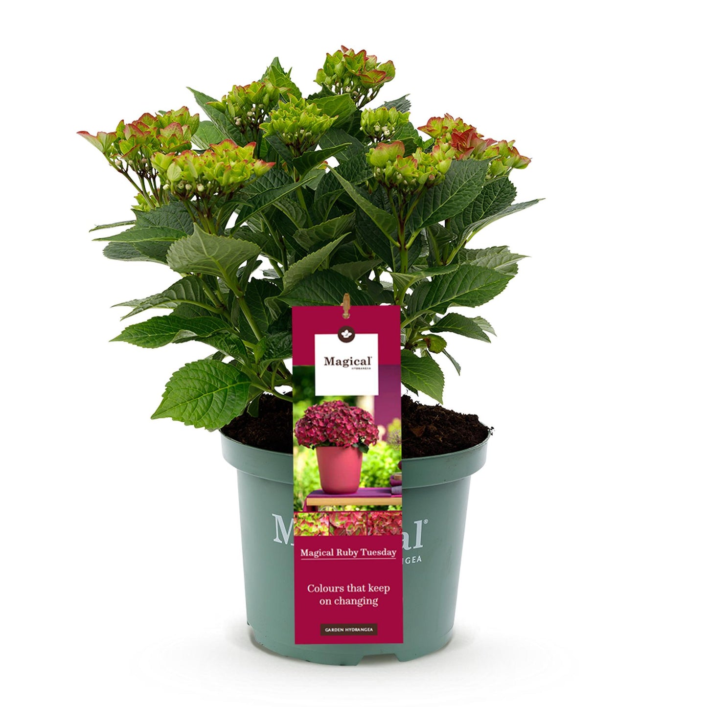 Green boutiQ - Terrasplant - Hortensia - Hydrangea Magical Teusday & Saphire - Rood - 6-10 Bloemen - Pot 23cm Hoogte 55cm