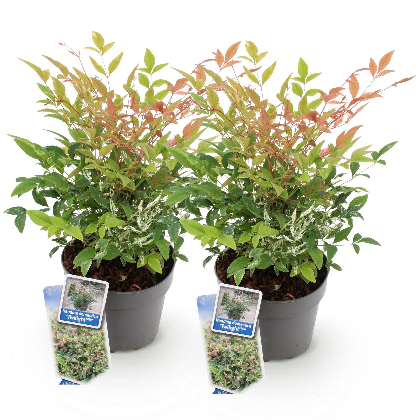 Green boutiQ - Tuinplant - Nandina Twilight - Bont & Roze - 2 Planten - Groenblijvend - Weinig Onderhoud - Pot 17cm Hoogte 45cm