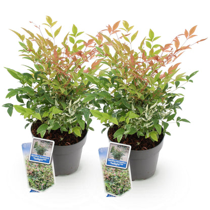 Green boutiQ - Tuinplant - Nandina Twilight - Bont & Roze - 2 Planten - Groenblijvend - Weinig Onderhoud - Pot 17cm Hoogte 45cm