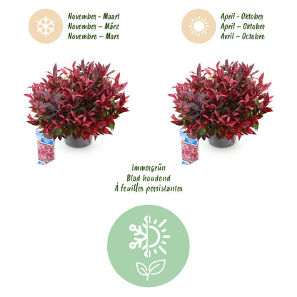 Green boutiQ - Tuinplant - Leucothoe Zeblid - Rood - 2 Planten - Groenblijvend - Weinig Onderhoud - Pot 17cm Hoogte 45cm