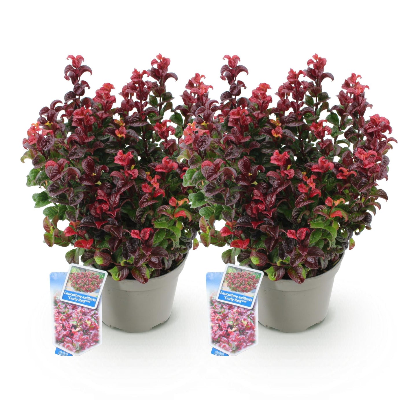 Green boutiQ - Tuinplant - Leucothoe Curly Red - Rood - 2 Planten -  Groenblijvend - Weinig Onderhoud - Pot 17cm Hoogte 40cm