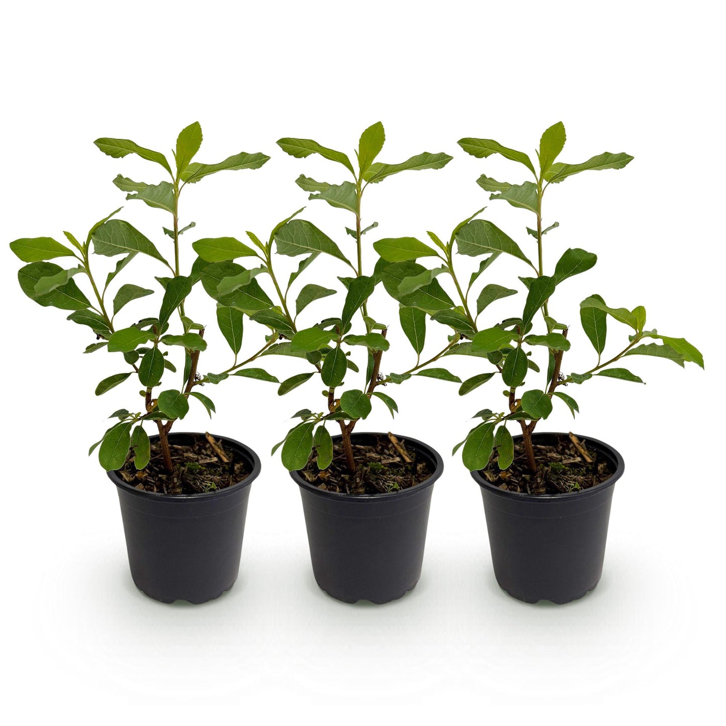 Green boutiQ - Tuinplant - Cornus Florida - Bloem Wit-Roze - 3 Planten - Bladverliezend - Weinig Onderhoud - Pot 12cm Hoogte 35cm