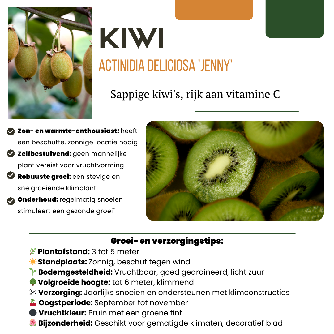 "Zomervruchten" BIO Fruitplanten mix set van 4 verschillende soorten