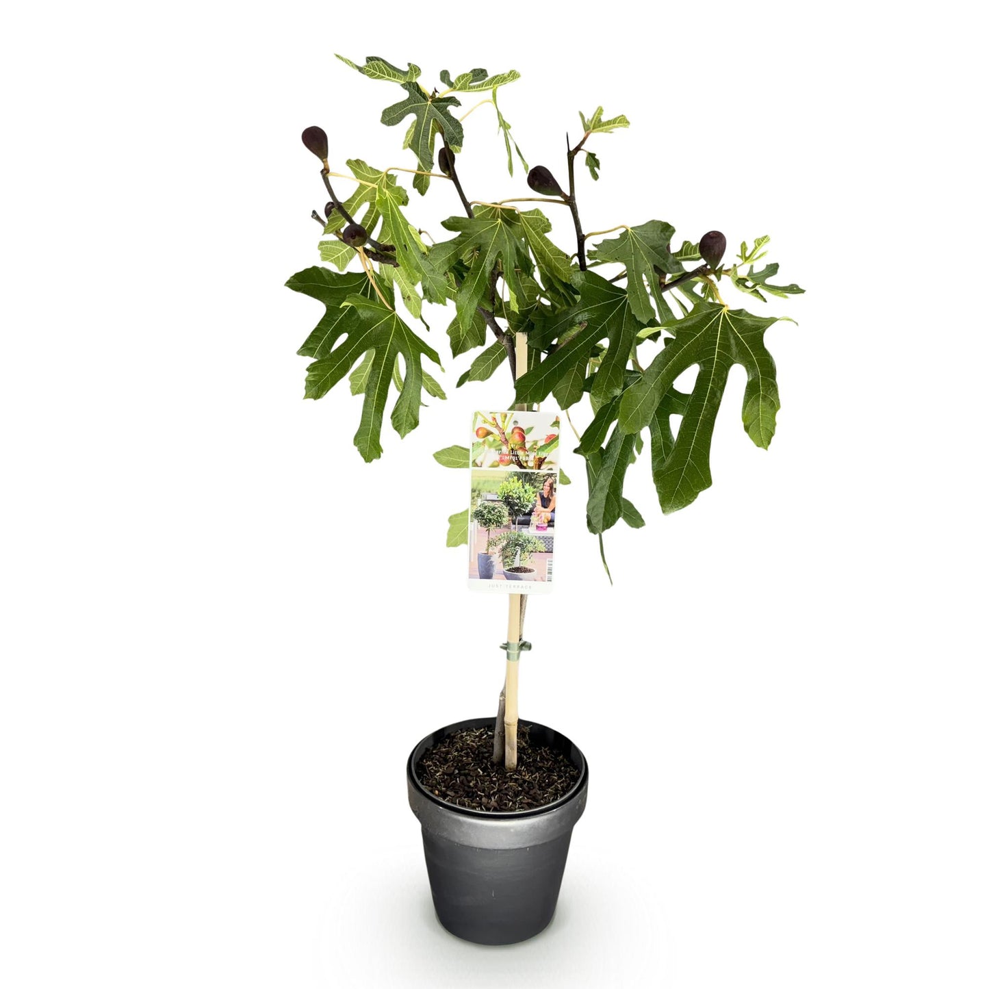Green boutiQ - Plant op Stam - Ficus carica Little Miss Figgy - Terras Plant - Bladverliezend - Winterhard - Groene Vrucht - Pot 19cm Hoogte 90cm