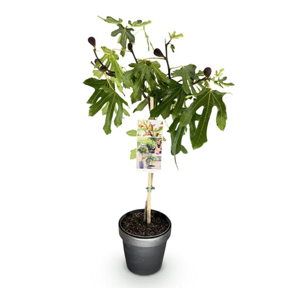Green boutiQ - Plant op Stam - Ficus carica Little Miss Figgy - Terras Plant - Bladverliezend - Winterhard - Groene Vrucht - Pot 19cm Hoogte 90cm