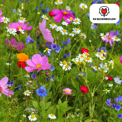 Wilde Bloemenzaad Mengsel – 100 gram | Goed voor Bijen, Vlinders & Biodiversiteit | ± 30–50 m²