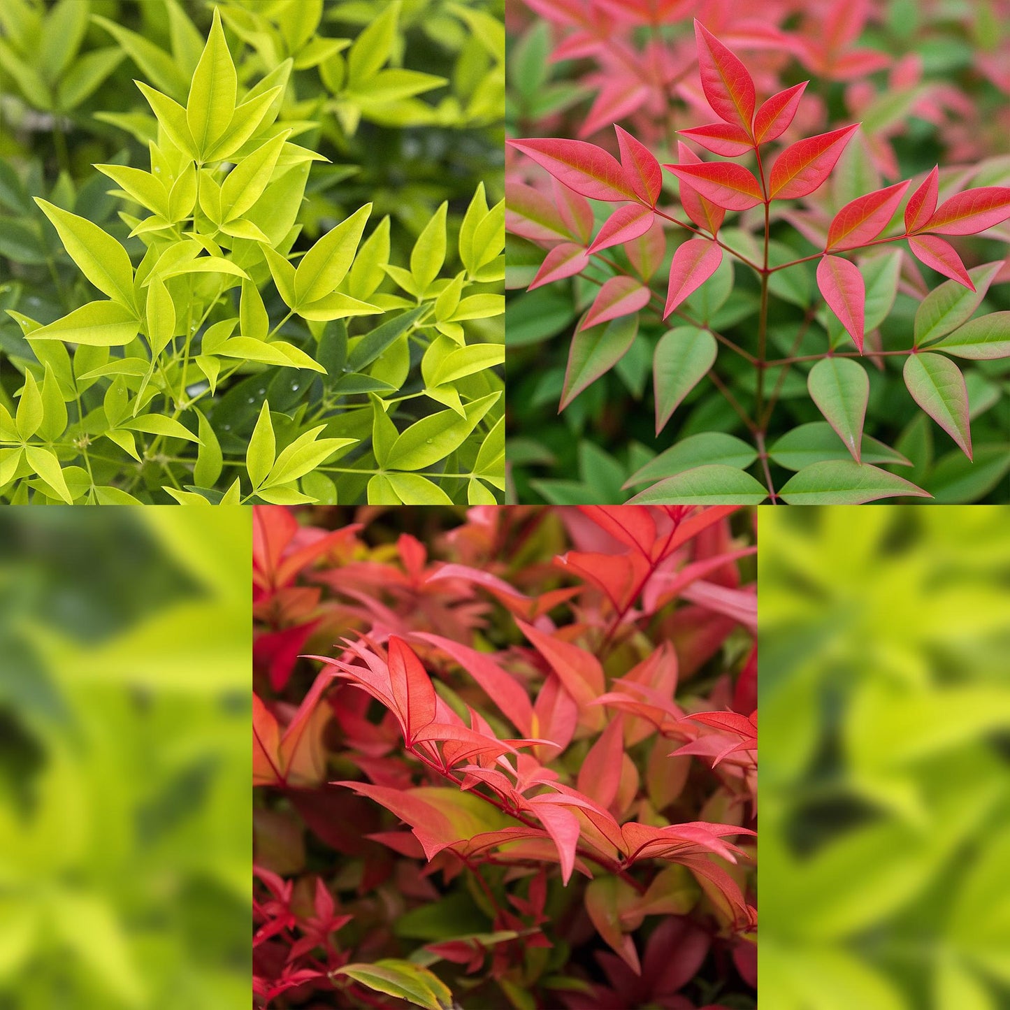 Green boutiQ - Tuinplant - Nandina Tricolour - Geel & Rood & Oranje - 3 Planten - Groenblijvend - Weinig Onderhoud - Pot 17cm Hoogte 45cm