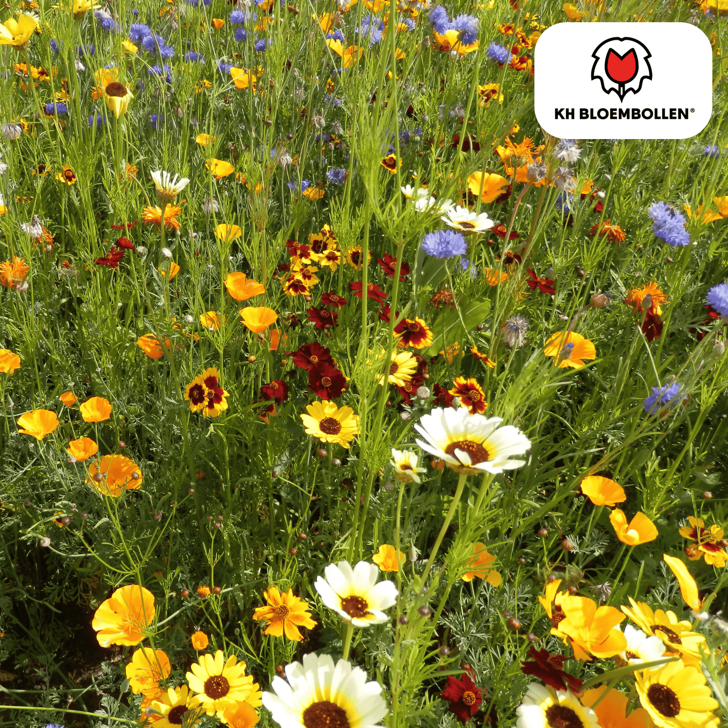 Wilde Bloemenzaad Mengsel – 100 gram | Goed voor Bijen, Vlinders & Biodiversiteit | ± 30–50 m²