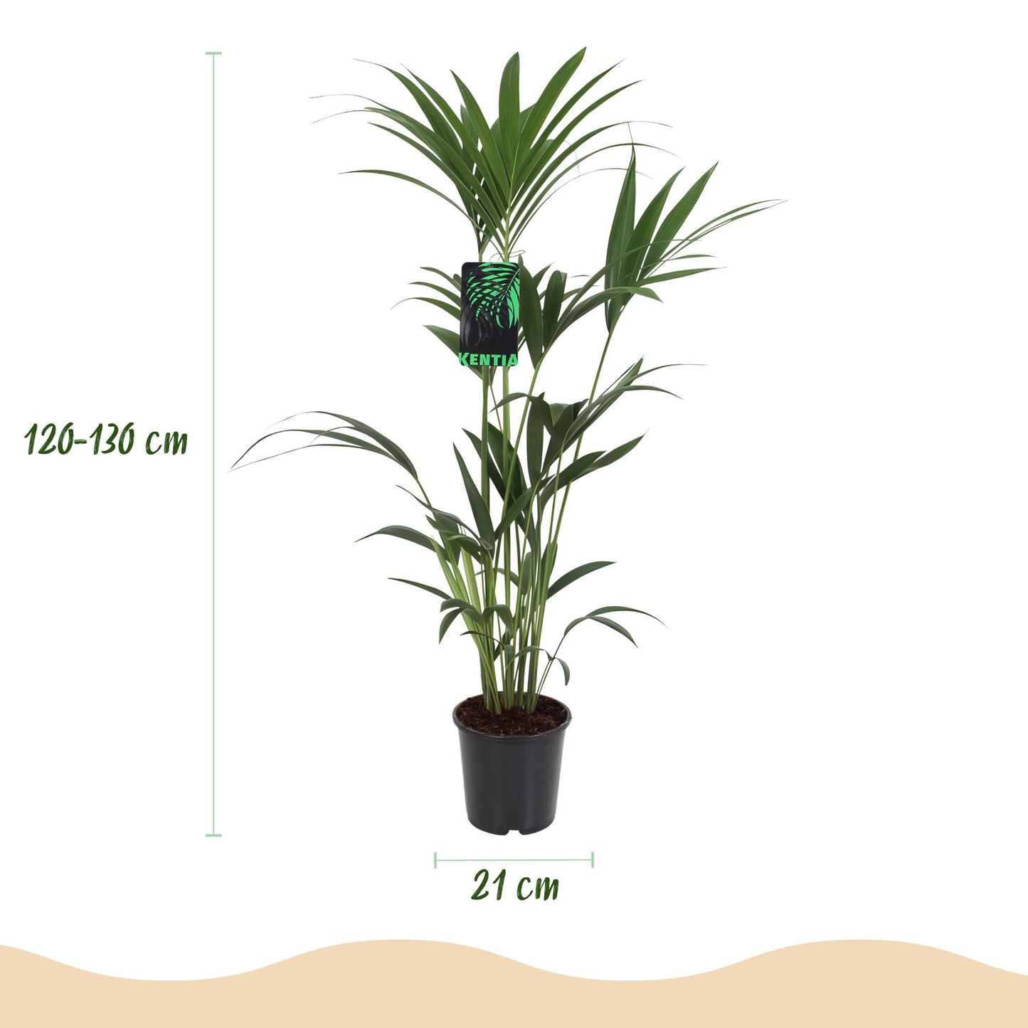 Green boutiQ - Kamerplant - Howea Forsteriana - Kentia Palm - Weinig Onderhoud - Groen - 2 planten - Pot 21cm - Hoogte 120-130cm