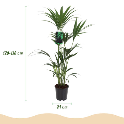 Green boutiQ - Kamerplant - Howea Forsteriana - Kentia Palm - Weinig Onderhoud - Groen - 2 planten - Pot 21cm - Hoogte 120-130cm