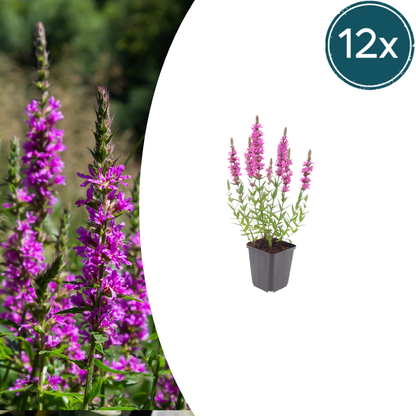 12x Lythrum salicaria - ↕10-25cm - Ø9cm