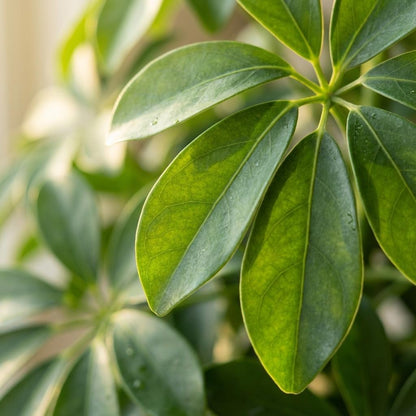 Schefflera Arab Nora met Potter wit  - 70cm - Ø21
