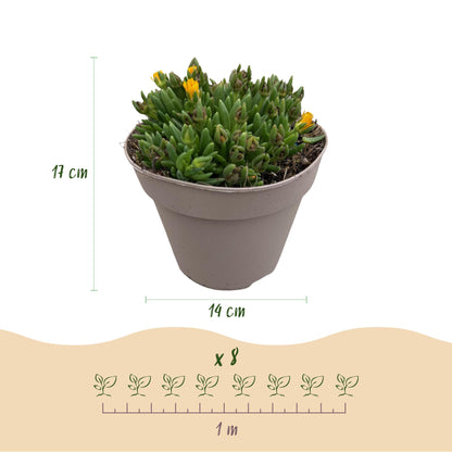 Green boutiQ - Bodembekker - Winterhard - Delosperma - 8 Planten - Kleuren Rood - Geel - Paars - Roze - Weinig Onderhoud - Pot 14 Hoogte 17