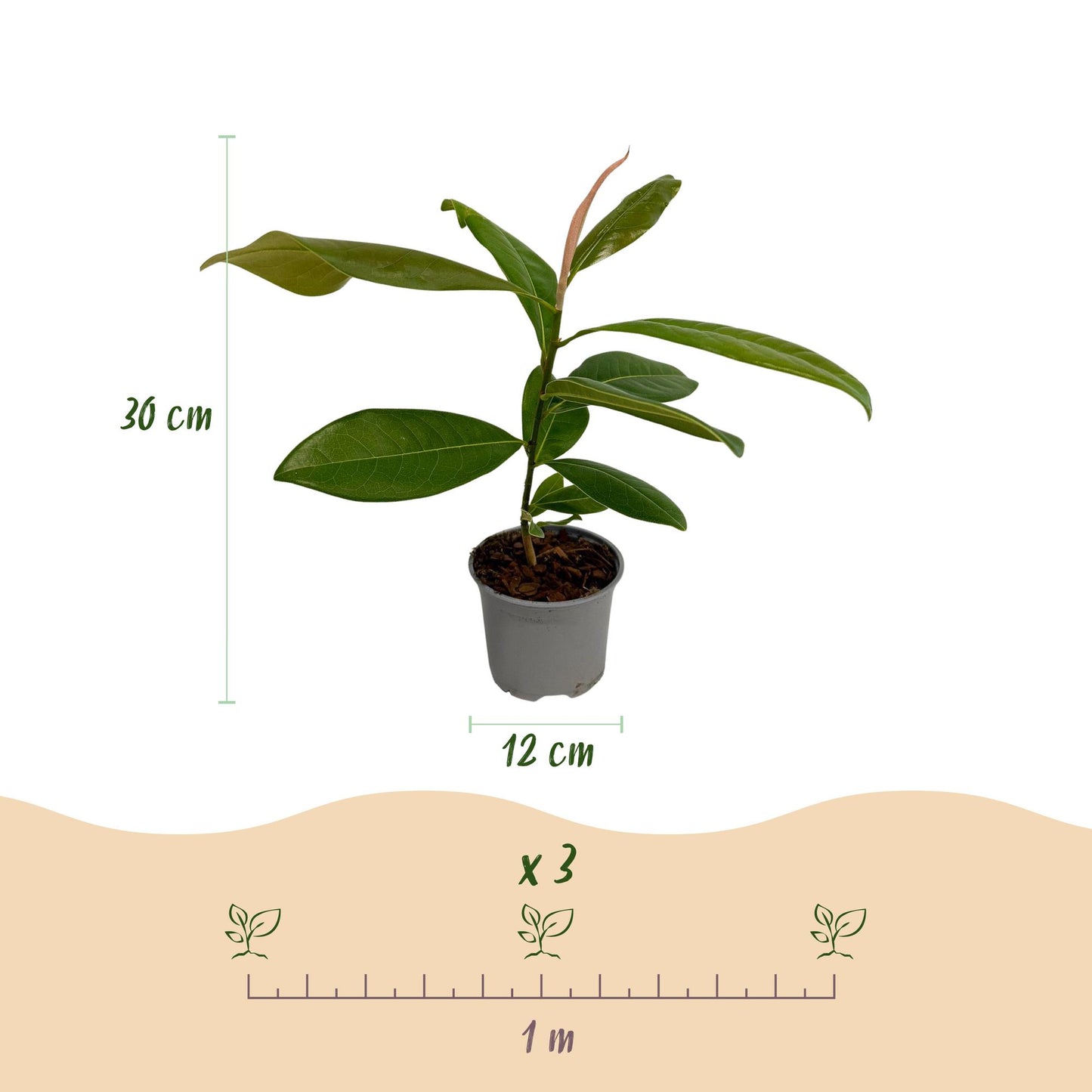 Green boutiQ - Tuinplant - Magnolia grandiflora - Bloem Wit - 3 Planten - Bladhoudend - Weinig Onderhoud - Pot 12cm Hoogte 30cm