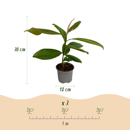 Green boutiQ - Tuinplant - Magnolia grandiflora - Bloem Wit - 3 Planten - Bladhoudend - Weinig Onderhoud - Pot 12cm Hoogte 30cm