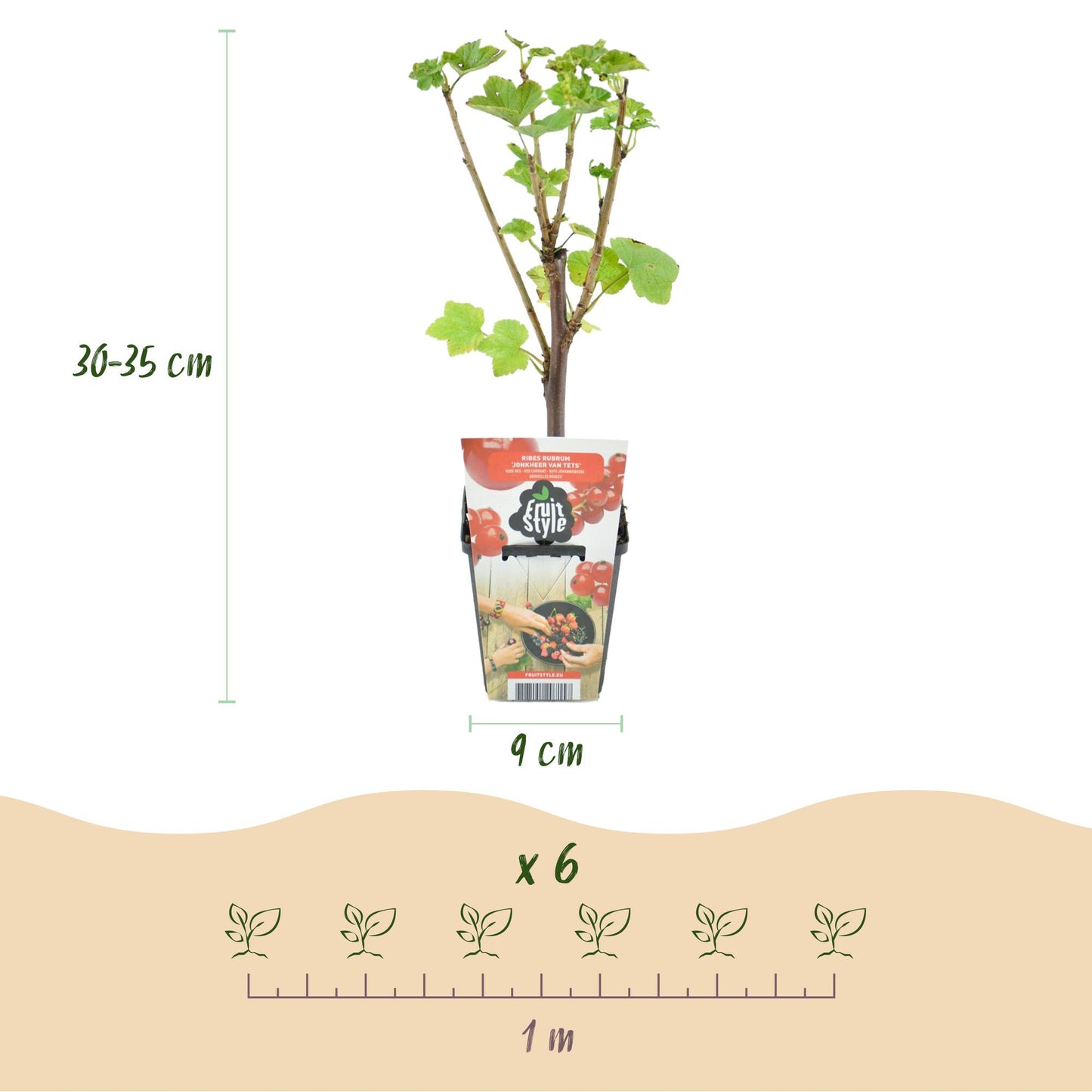 Green boutiQ - Fruitplanten - Rainbow - Rode Bes - Gele Framboos - Zwarte Braam - Blauwe Bes - Winterhard - 8 Planten - Pot  9cm