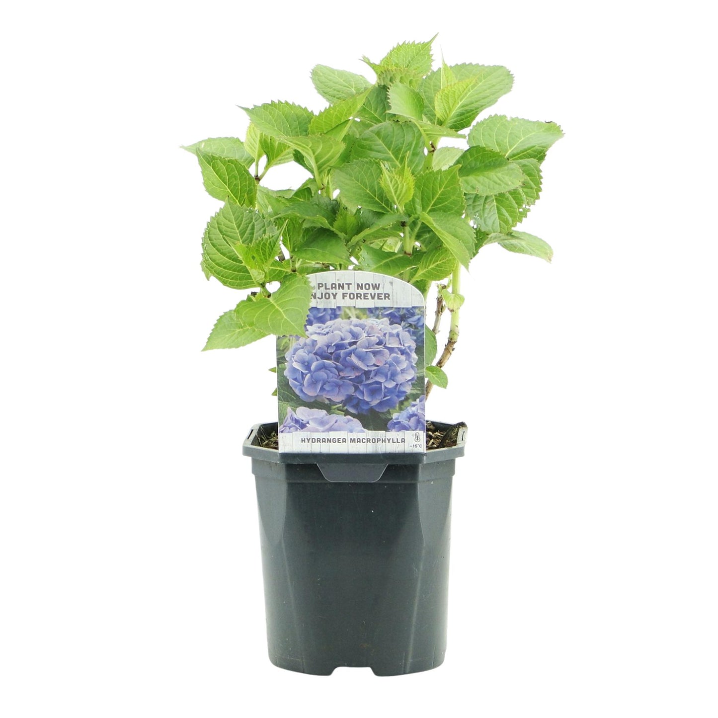 Green boutiQ - Hortensia - Hydrangea macrophylla Blauw - Bloem Blauw - 3 Planten - 1m2 - Bladverliezend - Weinig Onderhoud - Pot 17cm Hoogte 30cm